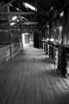 Gindalbie Woolshed 146